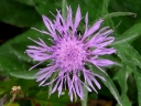More Spotted Knapweed