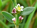 More Common Knotgrass