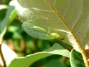 Lacewings