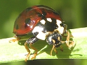 More 15-spotted Ladybugs