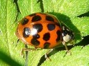 Ladybug Beetles