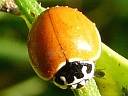 More Polished Ladybugs