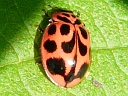 Neoharmonia venusta