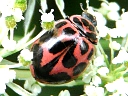 More Neoharmonia Ladybugs