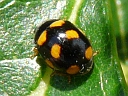 Orange-spotted Ladybug