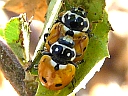 More Variegated Ladybugs