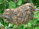 Lappet Moths & Tent Caterpillars