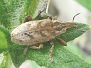 Large Thistle Weevil