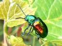 Leaf Beetles