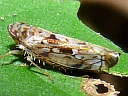 Scaphoideus species