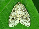 Little White Lichen Moth