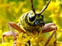 More Locust Borer Beetles