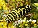 Locust Borer Beetle