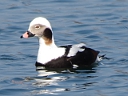 More Long-tailed Ducks