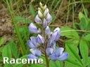Wild Lupine