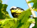 More Magnolia Warblers