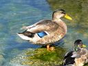 More Mallard Ducks