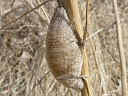 Praying Mantis Ootheca