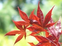 More Japanese Maple