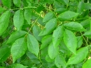 More Manitoba Maple