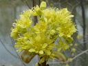 More Norway Maple
