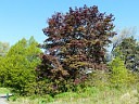 Crimson King - Norway Maple cultivar