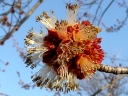More Silver Maple