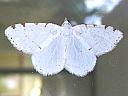Maple Spanworm Moth