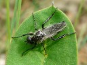 March Flies