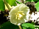 More May-apple