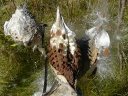 Common Milkweed