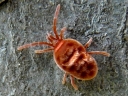 Mites
