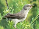 Mockingbirds & Thrashers
