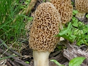 Yellow Morel Fungus