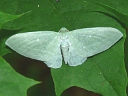 Bad-wing Moth