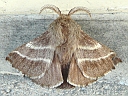 Lappet Moths & Tent Caterpillars