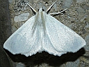 Elm Spanworm Moth