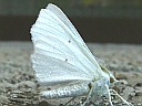 More Elm Spanworm Moths