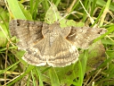 Looper Moth