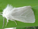 Fall Webworm?