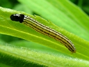 Twirler Moth Larva