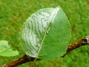 Leaf-miner Moths