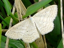 Soft-lined Wave Moth