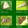 View All Moths