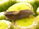 Dichrorampha Tortricid Moth