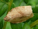 Oblique-banded Leafroller Moth