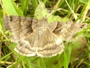 Unidentified Moths