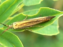 Unidentified