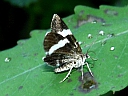 More White-striped Black Moths