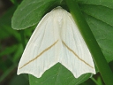 White Slant-line Moth